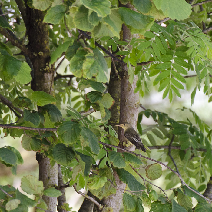 Beccafico o Canapino?
